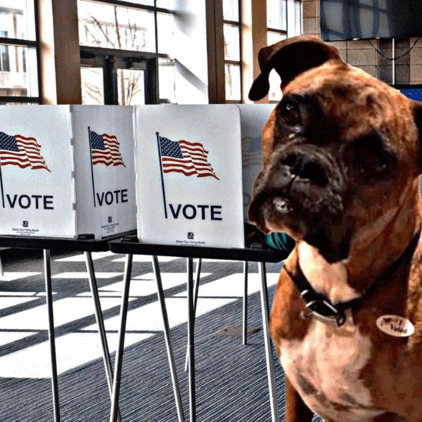 OC Registrar Purges “Maya the Dog” From Voter File Amid Allegations of Ballot Fraud